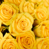 yellowrosesdetail