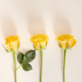yellowrosesstem