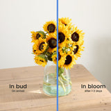 British Sunflowers