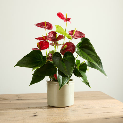 Red Flamingo Flower Plant with Pot