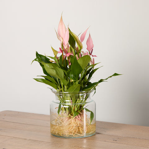 Anthurium ‘Lilli’ with Vase