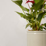 Red Flamingo Flower Plant with Pot