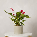 Red Flamingo Flower Plant with Pot