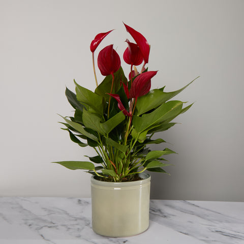 Red Flamingo Flower Plant with Pot