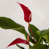 Red Flamingo Flower Plant with Pot