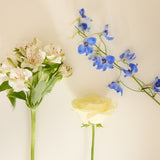 baby blue stem