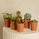 Beeble Honey Whisky and Organic Succulent
