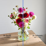 British Dahlias