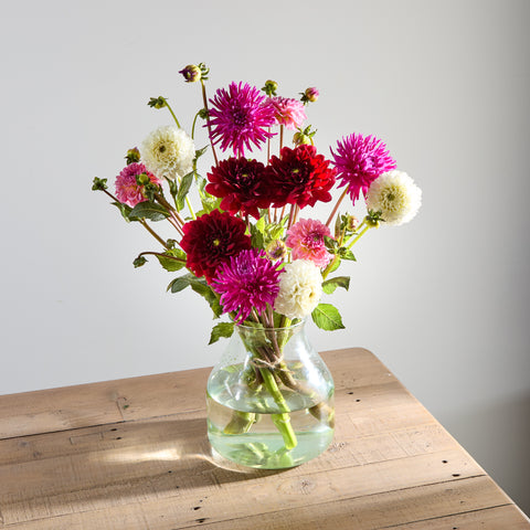 British Dahlias