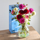 British Dahlias