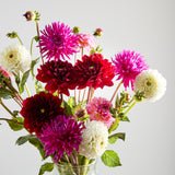 British Dahlias