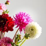 British Dahlias
