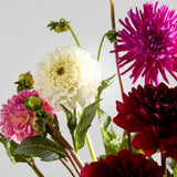 British Dahlias