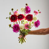 British Dahlias