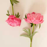 stem