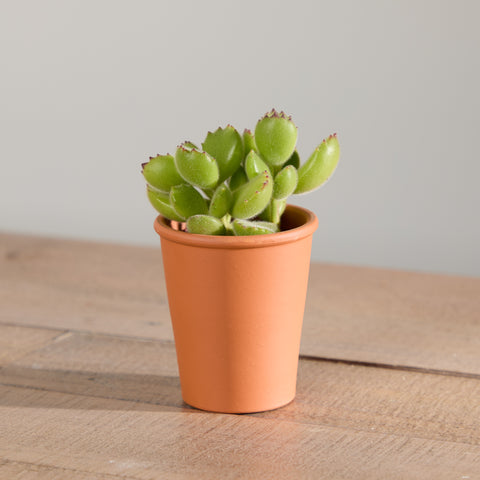 Organic Succulent with Pot