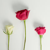 stem