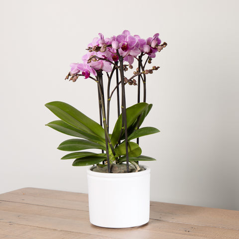 Orchid Boquetto ‘Delight’ with Pot