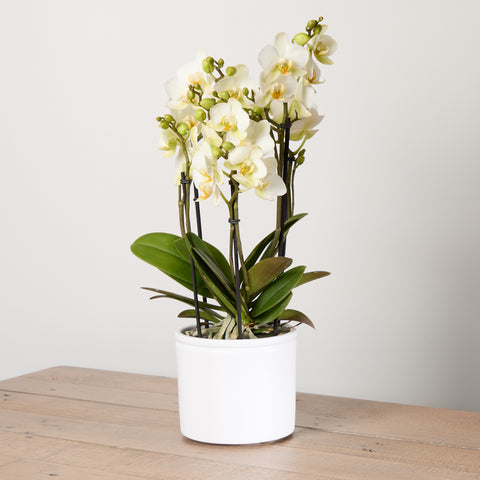 Orchid Boquetto ‘Sensation’ with Pot