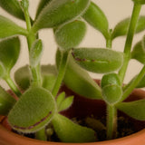 Prosecco and Organic Succulent