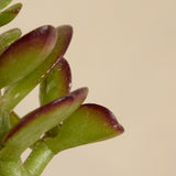 Perez Cruz Red Wine and Organic Succulent