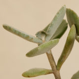 Perez Cruz Red Wine and Organic Succulent