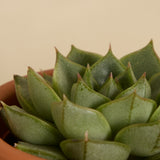 Prosecco and Organic Succulent