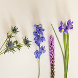 bluestem