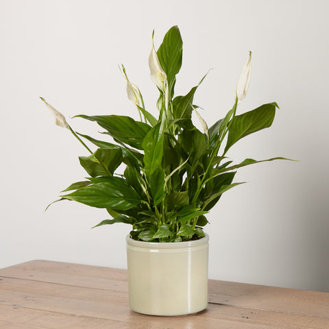 Peace Lily with Pot