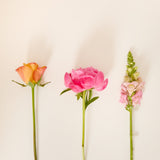 stem