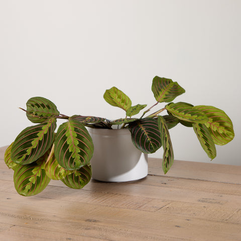 Maranta with Pot