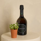 Prosecco and Organic Succulent