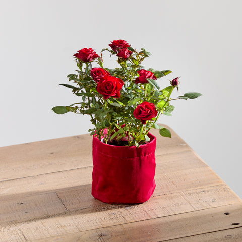 Red Rose Plant with Pot