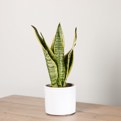 Snake Plant with Pot