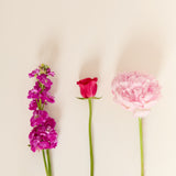 stem