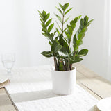 ZiZi plant in white ribbed pot