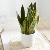 Snake plant in white ribbed pot