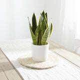 Snake plant in white ribbed pot