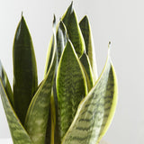 Snake plant in white ribbed pot