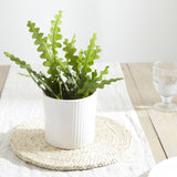 Fishbone Cactus plant in white ribbed pot