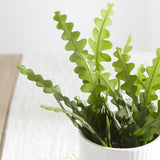 Fishbone Cactus plant in white ribbed pot