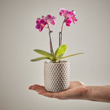 Mini Pink Orchid