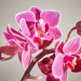 Mini Pink Orchid
