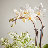 White Orchid and Fittonia duo
