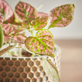 Pink Orchid and Fittonia duo