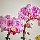 Pink Orchid and Syngonium duo