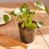 Pilea