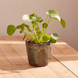 Pilea